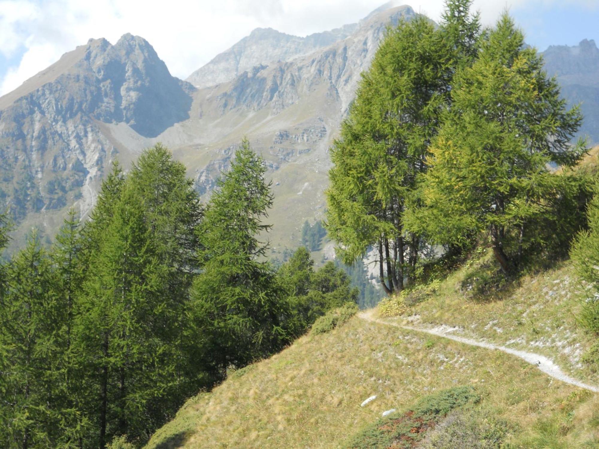 Affittacamere Petit Coeur Champoluc Esterno foto